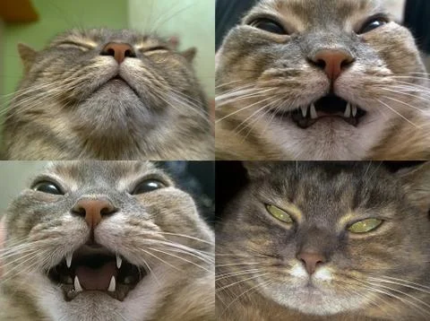 Severe gray cat Foto stock