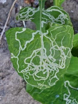 Severe leaf miner damage creating dense tunnels in leaf tissue Stock Photos