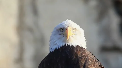 Severe look of expressive bald eagle close up, haliaeetus leucocephalus, Stock Footage 46677039