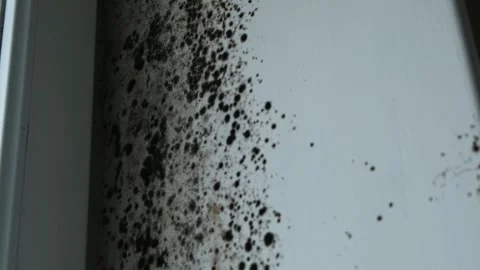Severe mold damage to a window slope, close-up 库存影片 331535915