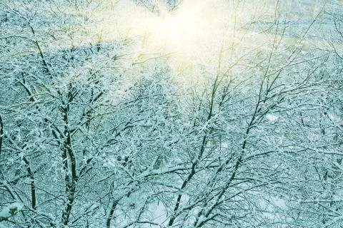 Severe snowfall cover on tree branches in snow winter city park Stock Photos