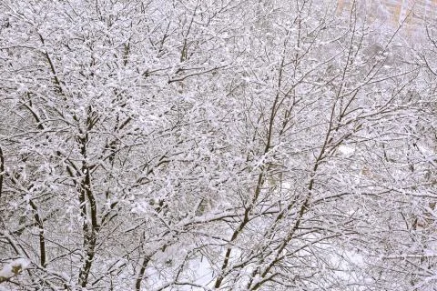 Severe snowfall cover on tree branches in snow winter city park Stock Photos