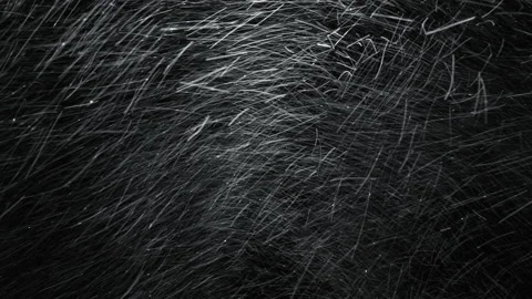 Severe snowstorm with strong wind, blowing snow and low visibility. Stock Footage 148575697