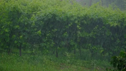Severe spring rain on the Prosecco vineyards Video stock 134788099