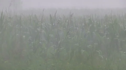 Severe storm hits corn crop hard heavy rain storm and wind pummel corn crop Stock Footage 52396436