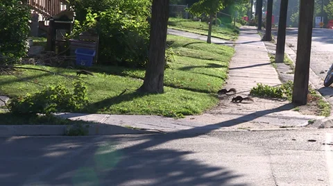 Severe thunderstorm damage Stock Footage 36779311