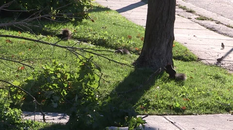 Severe thunderstorm damage Stock Footage 36779778