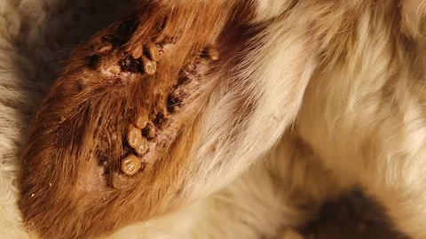 Severe tick infestation on lamb’s ear – macro view of zoonotic parasite risk Stock Footage 312103513