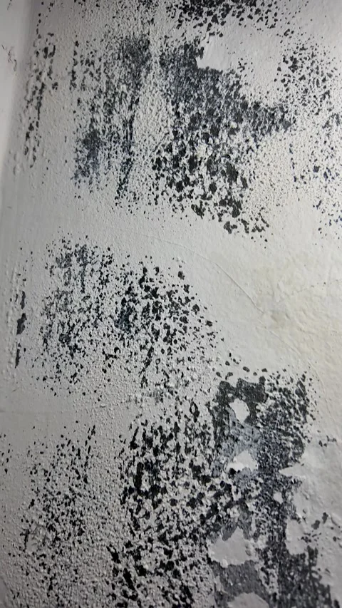 Severe Water Damage and Black Mold on Indoor Wall Stock Footage 335190381