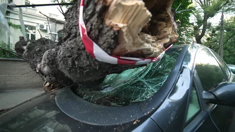 Severe weather caused a large tree to fall on a parked car. Car crash 스톡 동영상 277650988