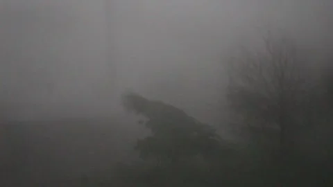 Severe wind and rain bend a small tree sideways Stock Footage 132843766