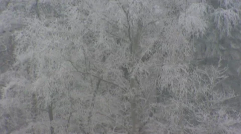 Severe winter - Deciduous tree covered with white frost + tilt up grey sky Stock Footage 30370971