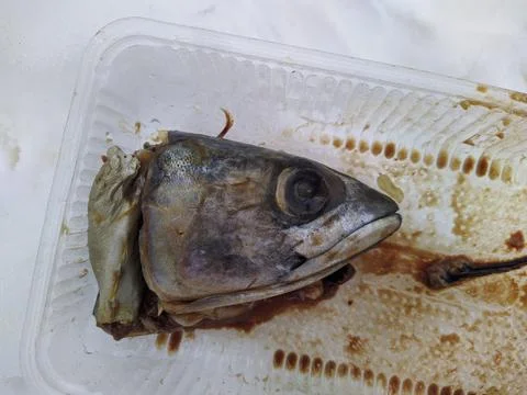 Severed head of fish in winter close-up photo. Stock Photos