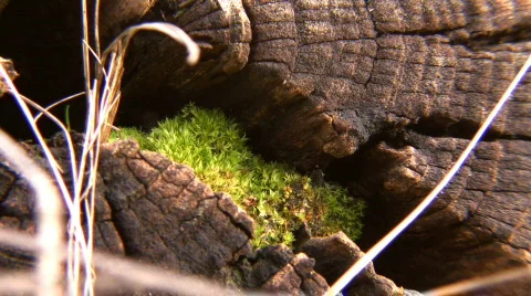 Severing cut of log with moss. Vídeo Stock 364416