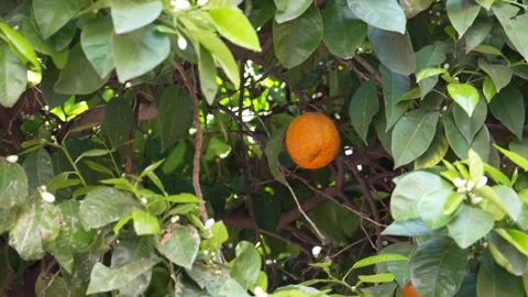 Seville Orange Tree with Ripe Fruit and White Citrus Flowers Stock Footage 343392956