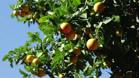 Seville Oranges Slow Motion Stock Footage 200945707