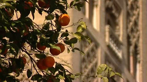 Seville oranges spain Vídeos de archivo 11015161
