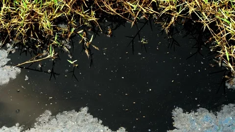 Sewage that has insects on the water surface. Video stock 176482475