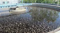 Sewage treatment plant - secondary clarifier (sedimentation tank) HD Footage
