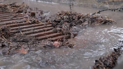 Sewer grate clogged with debris from foliage and pine needles during rain. Stock Footage 155612812