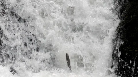 Sewin Salmo trutta jumping waterfall on feeder stream of river teifi Video stock 120358457