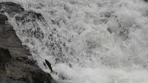 Sewin Salmo trutta trying to jump waterfall on teifi Stock Footage 120358419