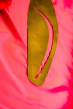 Sewing Curve Ruler on Red Cloth Stock Photos