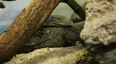 Sex activity for lizard Stock Footage 495350