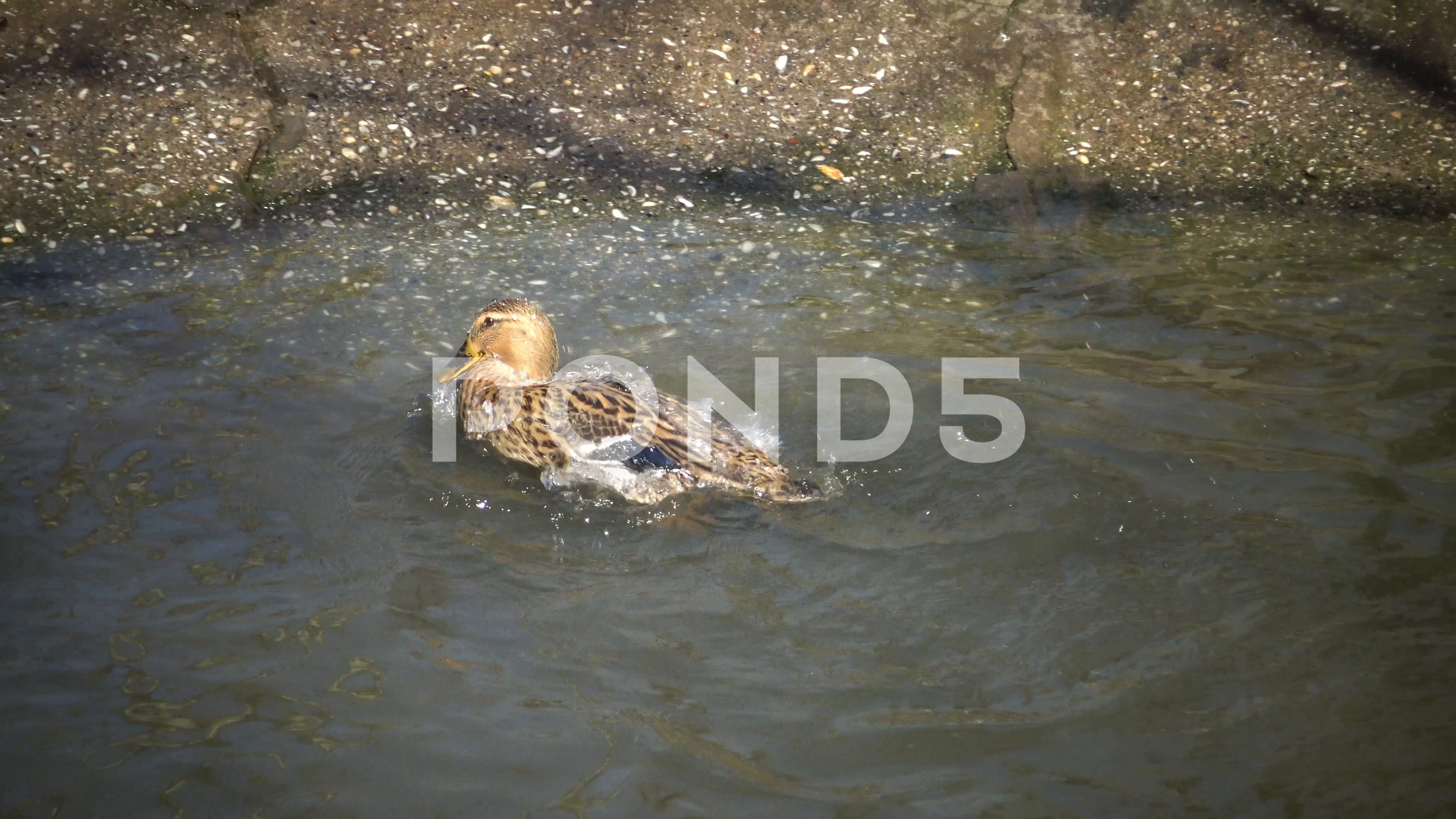 Sexual behavior of ducks The mallard (Anas platyrhynchos), Ukraine