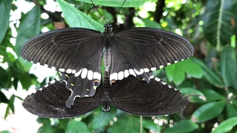 Couples Sexual Intercourse Stock Videos – Royalty-Free HD & 4K Videos