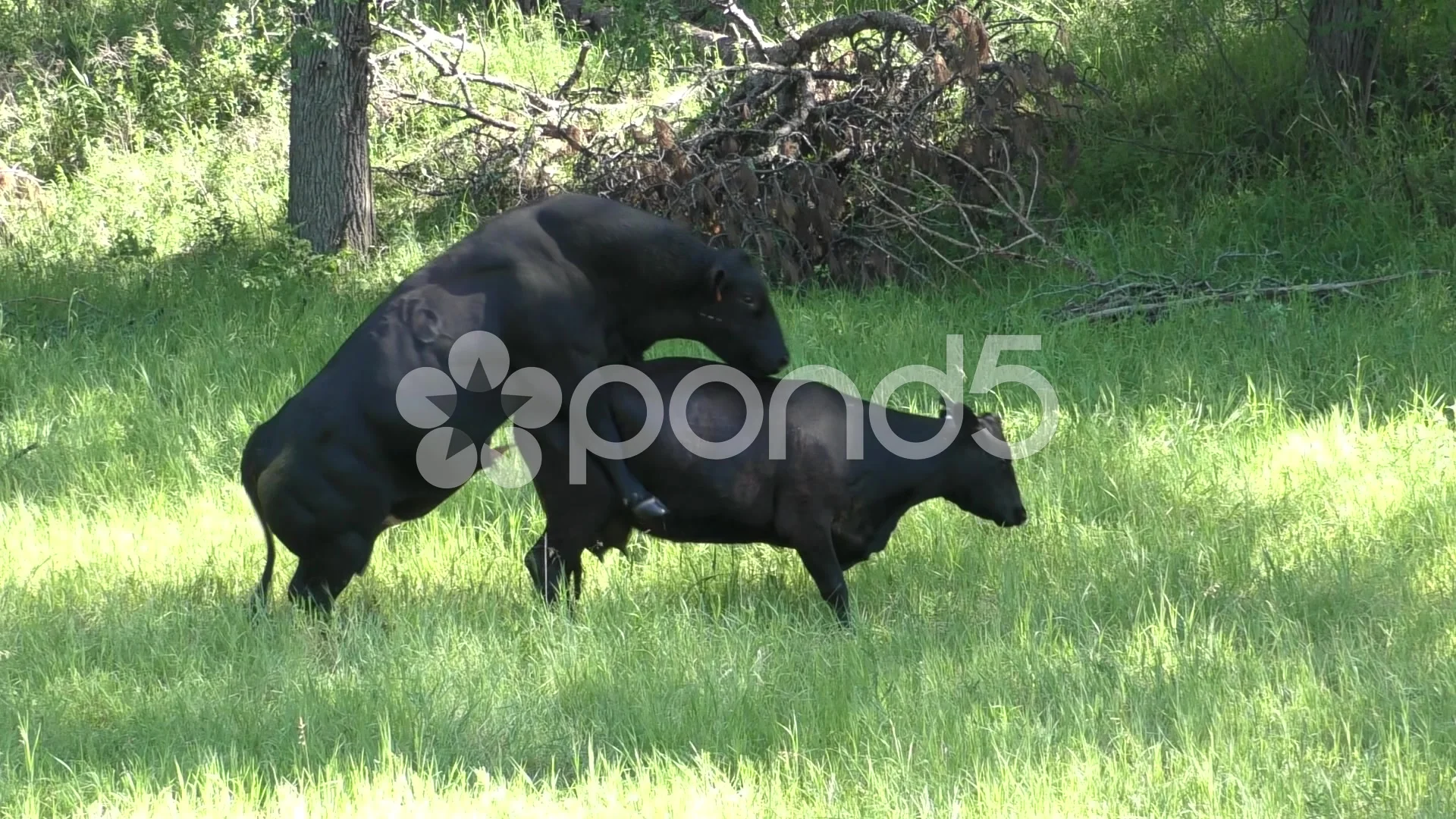 sexual-reproduction-and-mating-bull-footage-056878969_prevstill.jpeg