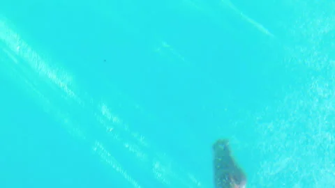 Sexy blonde in blue bikini diving into the swimming pool Stock Footage 302234536