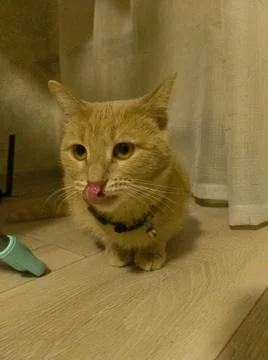 Sexy cat Stock Photos