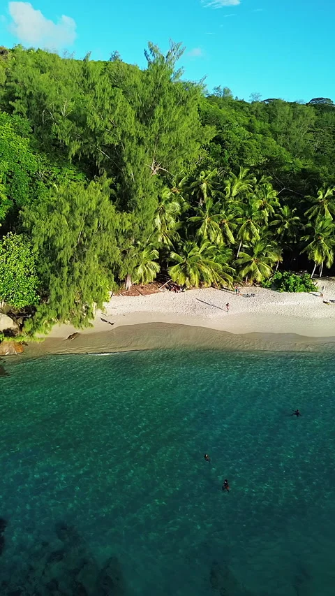 Seychelles beach and palm trees from a bird's eye view 库存影片 290376691