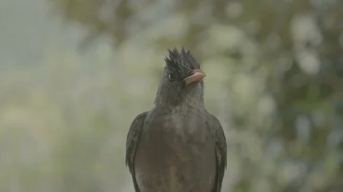 Seychelles Bulbul 2 flat Stock Footage 80391830
