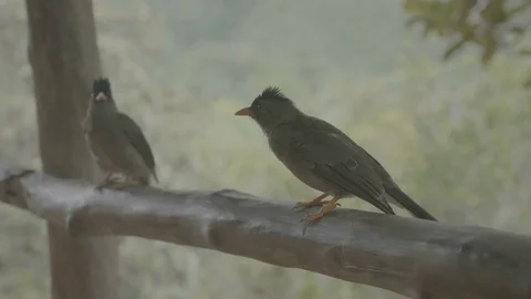 Seychelles Bulbul 3 flat Stock Footage 80391905