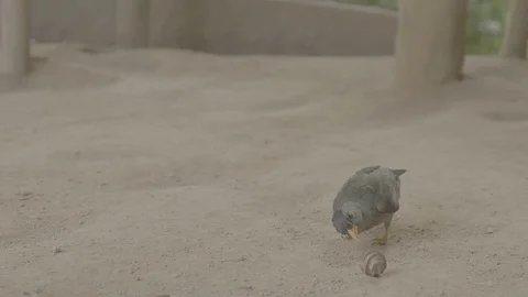 Seychelles Bulbul flat Stock Footage 80391899