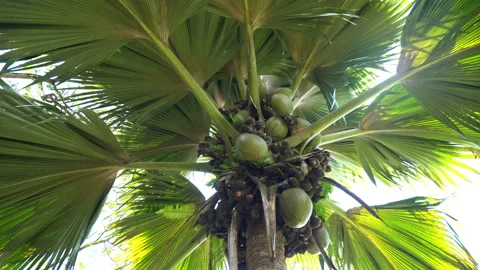 Seychelles Coco de mer nut in Vallée de Mai Praslin Island Seychelles Vidéo 148837730