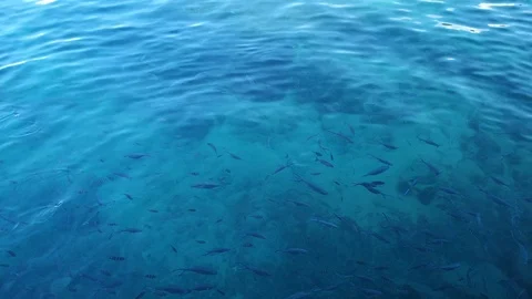 Seychelles - fish Stock Footage 124094836