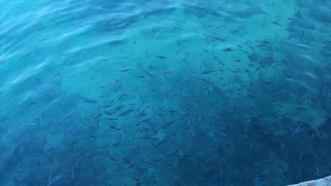 Seychelles - fish2 Stock Footage 124094819