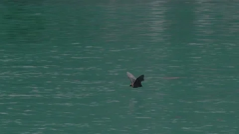 Seychelles Flying Fox Skimming Ocean Water at Sunset in Mahé Stock Footage 337168409