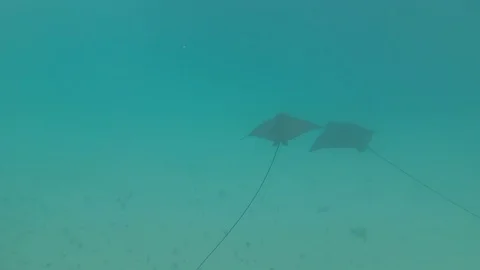 Seychelles, following Spotted eagle ray, slow motion Stock Footage 130027438
