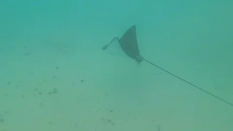 Seychelles - following Spotted eagle ray Stock Footage 130075147