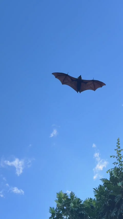 Seychelles Fruit Bat Flying Fox Soaring in Blue Sky Over Palm Trees 003 30fps Stock Footage 336292877