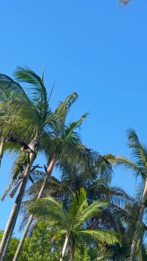 Seychelles Fruit Bat Flying Fox Soaring in Blue Sky Over Palm Trees 001 30fps Stock Footage 336292977