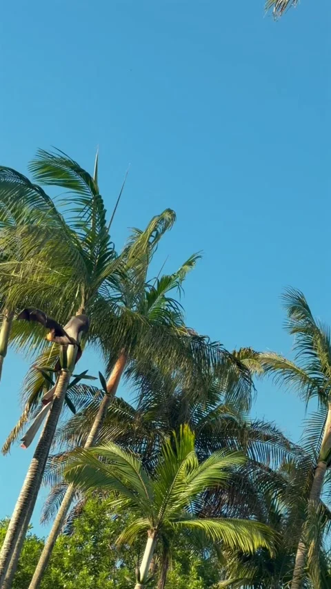 Seychelles Fruit Bat Flying Fox Soaring in Blue Sky Over Palm Trees 004 30fps Stock Footage 336330693