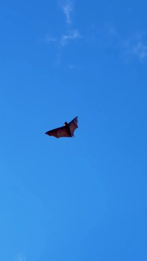Seychelles Fruit Bat Flying Fox Soaring in Blue Sky Over Palm Trees 005 30fps Stock Footage 336330762