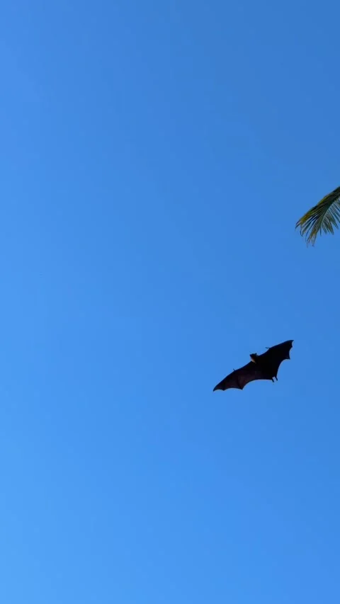 Seychelles Fruit Bat Flying Fox Soaring in Blue Sky Over Palm Trees 002 30fps Stock Footage 336330789
