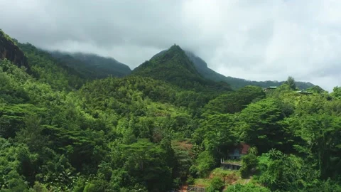 Seychelles jungle Stock Footage 150860455