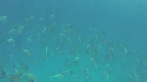 Seychelles, large school permit fish deep underwater. Stock-Footage 170704849